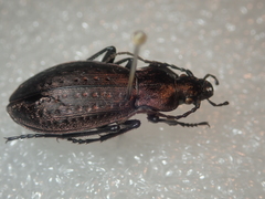 Carabus fairmairei