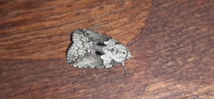 Blenina