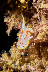 Diaphorodoris papillata