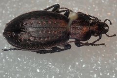Carabus fairmairei