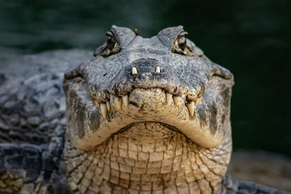 Reptiles
