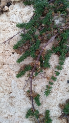 Frankenia pulverulenta