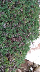 Frankenia pulverulenta