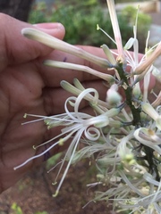 Angiospermae