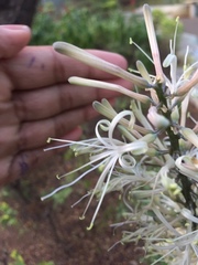 Angiospermae