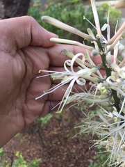Angiospermae