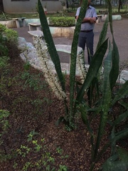 Angiospermae