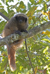 Black-Fronted Titi photo 3