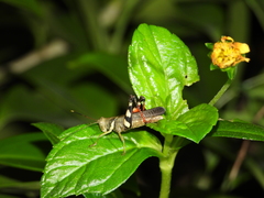 Apalacris nigrogeniculata