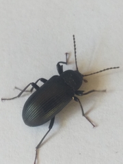 Hoplonyx