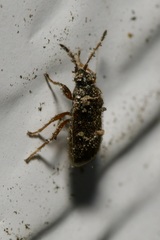 Stygnocoris