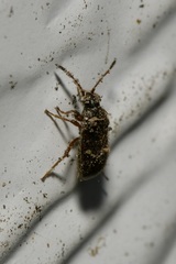 Stygnocoris