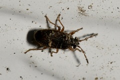 Stygnocoris