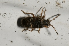 Stygnocoris