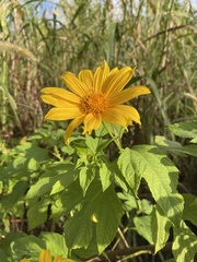 Tithonia diversifolia image