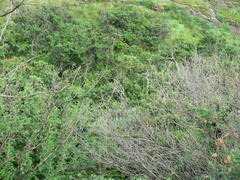 Cyperus rigidifolius