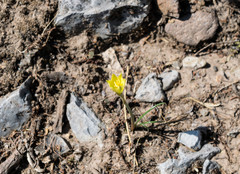 Zephyranthes longifolia