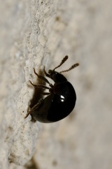 Agathidium nigrinum