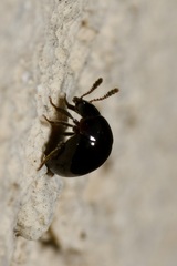 Agathidium nigrinum