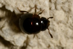 Agathidium nigrinum
