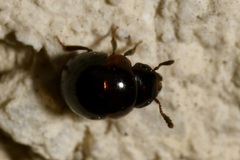 Agathidium nigrinum