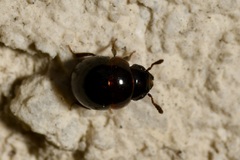 Agathidium nigrinum