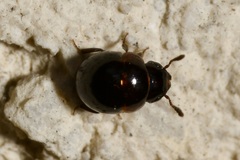 Agathidium nigrinum