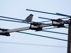 Passer domesticus