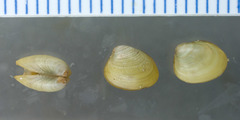 Ennucula tenuis
