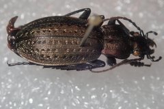 Carabus fairmairei