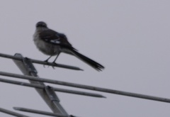 Mimus polyglottos