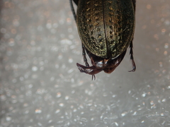 Carabus fairmairei