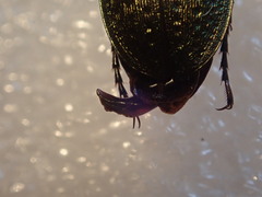 Carabus fairmairei