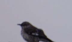 Mimus polyglottos
