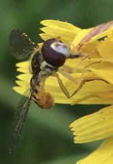 Sphaerophoria rueppellii