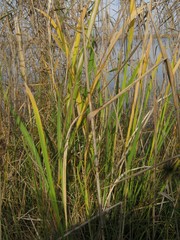 Zizania latifolia