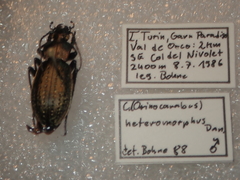 Carabus fairmairei