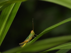 Hieroglyphus tonkinensis