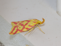 Hypercallia citrinalis
