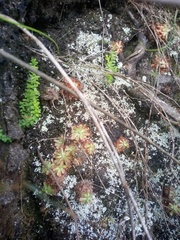 Drosera aliciae