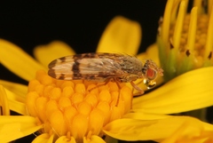 Sphenella marginata
