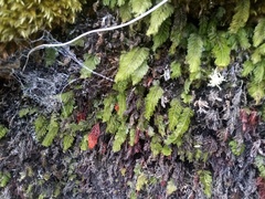 Hymenophyllum capense