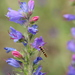 Viper's-Bugloss - Photo (c) Adrian Kreft, some rights reserved (CC BY-NC)