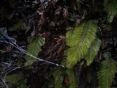 Hymenophyllum capense