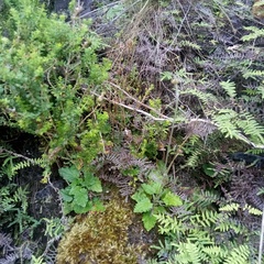 Hermas capitata