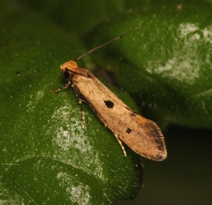 Tinea trinotella