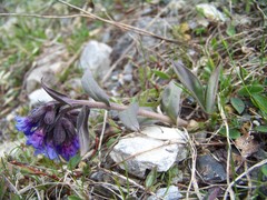 Pulmonaria angustifolia