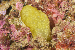 Pseudodistoma crucigaster