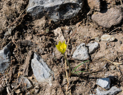 Zephyranthes longifolia