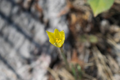 Zephyranthes longifolia